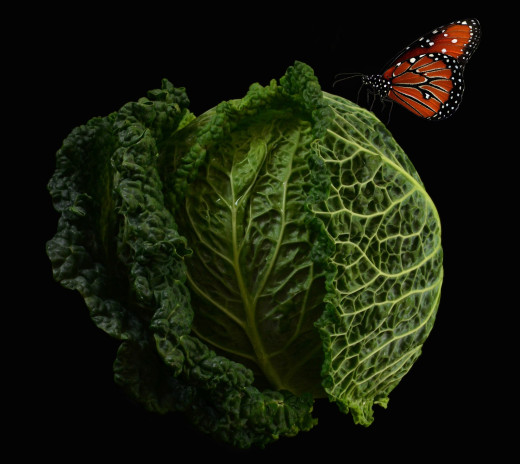 919254 (a): :2046x1825